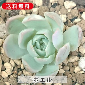 A {G GPxA Jbgc  񂹐A A ₵ c Jbgc  ϗtA  t} CeA   G CeA  rO 炵 