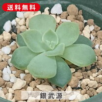 楽天市場】多肉植物 銀武の通販