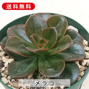 A R GPxA Jbgc  񂹐A A ₵ c Jbgc  ϗtA  t} CeA   G CeA  rO 炵 