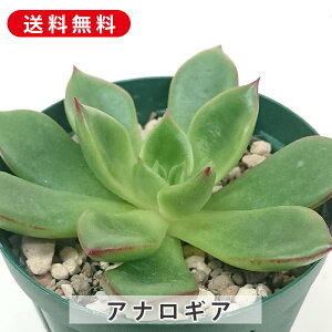 A AiMA GPxA Jbgc  񂹐A A ₵ c Jbgc  ϗtA  t} CeA   G CeA  rO 炵 