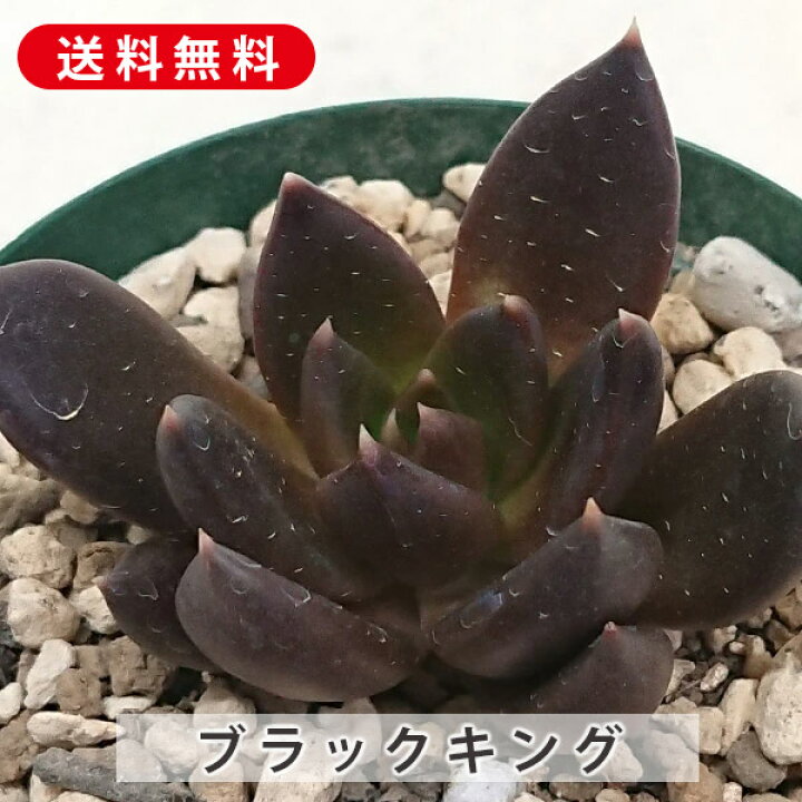 楽天市場】多肉植物 ブラックキング エケベリア属 カット小苗 多肉 