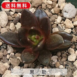 A  낷 GPxA Jbgc  񂹐A A ₵ c Jbgc  ϗtA  t} CeA   G CeA  rO 