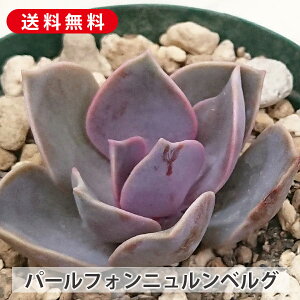 A p[tHjxO GPxA Jbgc  񂹐A A ₵ c Jbgc  ϗtA  t} CeA   G CeA 