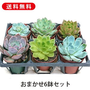 A 6Zbg 2.5-36Zbg ނ͂܂  񂹐A A ₵ c Jbgc  ϗtA  t} CeA   G CeA  rO 