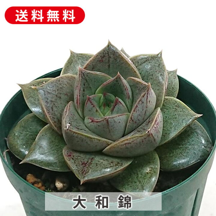 楽天市場】多肉植物 大和錦 やまとにしき エケベリア属 カット小苗 