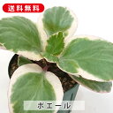 多肉植物 ポエール カランコエ属 カット小苗 多肉 寄せ植え 鉢植え 増やし方 苗 カット苗 送料無料 観葉植物 多肉 葉挿し インテリア 室内装飾 飾り 雑貨 インテリア 玄関 リビング 暮らし おしゃれ オシャレ 可愛い かわいい プレゼント ギフト 癒し