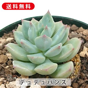 A ffoX OvgxA Jbgc  񂹐A A ₵ c Jbgc  ϗtA  t} CeA   G CeA  r