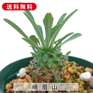 A R KrU [tHrA c  񂹐A A ₵ c c  ϗtA  t} CeA   G CeA  rO 