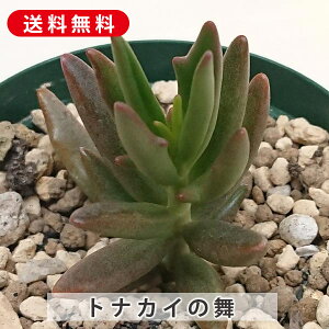 A giJC̕ L[GVX JRG Jbgc  񂹐A A ₵ c Jbgc  ϗtA  t} CeA   G CeA  