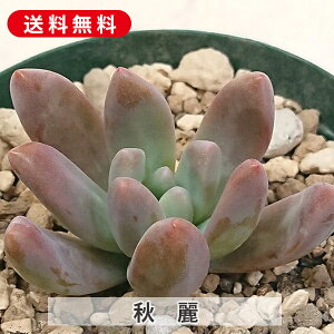 多肉植物 秋麗 しゅうれい グラプトペタルム属 カット小苗 多肉 寄せ植え 鉢植え 増やし方 苗 カット苗 送料無料 観葉植物 多肉 葉挿し インテリア 室内装飾 飾り 雑貨 インテリア 玄関 リビ