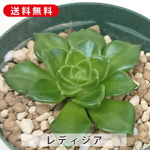 A fBWA ZfxA Jbgc  񂹐A A ₵ c Jbgc  ϗtA  t} CeA   G CeA  rO 炵 