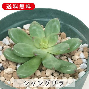 A VO ZfxA Jbgc  񂹐A A ₵ c Jbgc  ϗtA  t} CeA   G CeA  rO 