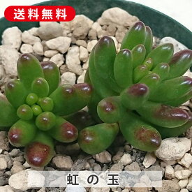 多肉植物 虹の玉 ×2個 セダム属 カット小苗 多肉 寄せ植え 鉢植え 増やし方 苗 カット苗 送料無料 観葉植物 多肉 葉挿し インテリア 室内装飾 飾り 雑貨 インテリア 玄関 リビング 暮らし おしゃれ オシャレ 可愛い かわいい プレゼント ギフト 癒し