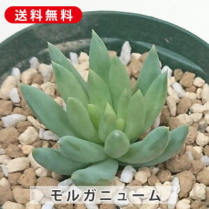 A Kj[ Z_ Jbgc  񂹐A A ₵ c Jbgc  ϗtA  t} CeA   G CeA  rO 炵 