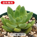 多肉植物 春萌 はるもえ セダム属 カット小苗 多肉 寄せ植え 鉢植え 増やし方 苗 カット苗 送料無料 観葉植物 多肉 葉挿し インテリア 室内装飾 飾り 雑貨 インテリア 玄関 リビング 暮らし おしゃれ オシャレ 可愛い かわいい プレゼント ギフト 癒し