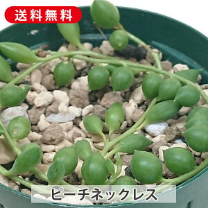 A s[`lbNX ZlVI Jbgc  񂹐A A ₵ c Jbgc  ϗtA  t} CeA   G CeA  rO 