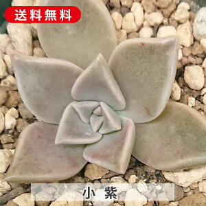 A  ނ炳 OvgxA Jbgc  񂹐A A ₵ c Jbgc  ϗtA  t} CeA   G CeA  r