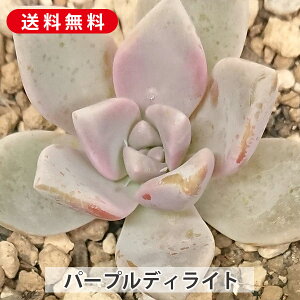 A p[vfBCg Ovgy^ Jbgc  񂹐A A ₵ c Jbgc  ϗtA  t} CeA   G CeA  