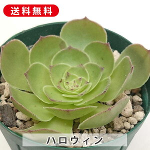 A nEB AGIjE Jbgc A  񂹐A A ₵ c Jbgc  ϗtA  t} CeA   G CeA  r