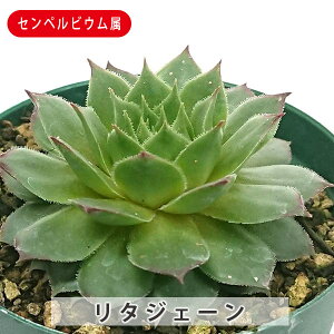 多肉植物 リタジェーン センペルビウム属 9cmポット苗 多肉 寄せ植え 鉢植え 増やし方 苗 観葉植物 多肉 葉挿し インテリア 室内装飾 飾り 雑貨 インテリア 玄関 リビング 暮らし おしゃれ オ