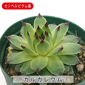 A JJE ZyrE 9cm|bgc  񂹐A A ₵ c ϗtA  t} CeA   G CeA  rO 炵  I