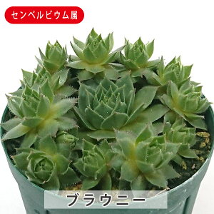 A uEj[ ZyrE 9cm|bgc  񂹐A A ₵ c ϗtA  t} CeA   G CeA  rO 炵  IV