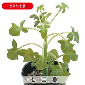 A  ۂ ZlVI 7.5cm|bgc  񂹐A A ₵ c ϗtA  t} CeA   G CeA  rO 炵  