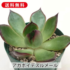 A AK{CfX[ GPxA Jbgc  񂹐A A ₵ c Jbgc  ϗtA  t} CeA   G CeA  r