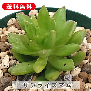 A TCY} Z_ Jbgc A  񂹐A A ₵ c Jbgc  ϗtA  t} CeA   G CeA  r