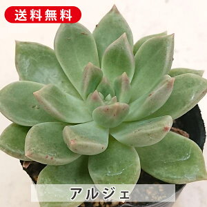 A AWF GPxA Jbgc  񂹐A A ₵ c Jbgc  ϗtA  t} CeA   G CeA  rO 炵 