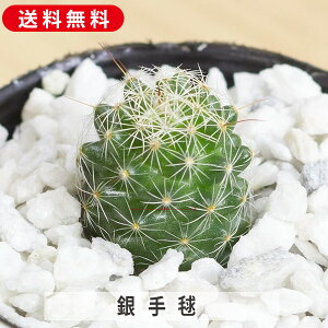 { }~A cŔ T{e 񂹐A A ₵ c  ϗtA  t} CeA   G CeA  rO 炵  IV 