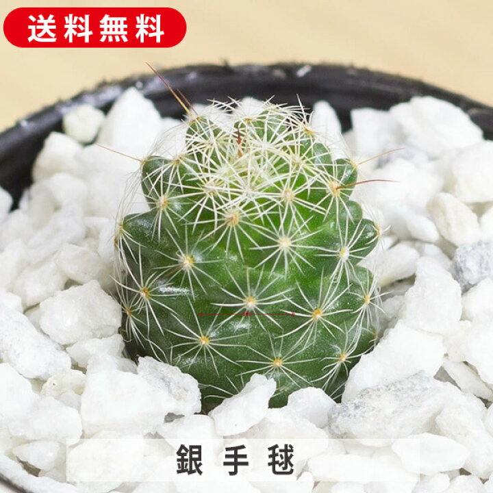 楽天市場】銀手毬 マミラリア 2株 抜き苗で発送 サボテン 寄せ植え 