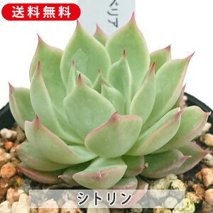 A Vg GPxA Jbgc  񂹐A A ₵ c Jbgc  ϗtA  t} CeA   G CeA  rO 炵 