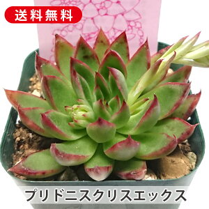 A vhjXNXGbNX GPxA Jbgc  񂹐A A ₵ c Jbgc  ϗtA  t}   G CeA  rO 