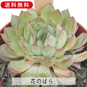 A Ԃ̂΂ GPxA Jbgc  񂹐A A ₵ c Jbgc  ϗtA  t}   G CeA  rO 炵  IV