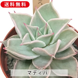 A }fBo GPxA Jbgc  񂹐A A ₵ c Jbgc  ϗtA  t}   G CeA  rO 炵  IV