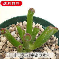楽天市場】多肉植物 宇宙の木の通販