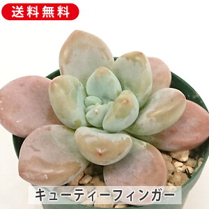 A L[eB[tBK[ pLxA Jbgc  񂹐A A ₵ c Jbgc  ϗtA  t}   G CeA  rO 