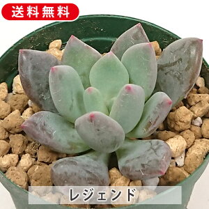 A WFh pLxA Jbgc  񂹐A A ₵ c Jbgc  ϗtA  t}   G CeA  rO 炵  I