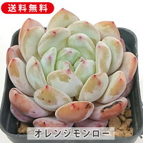 楽天市場】多肉 モンローの通販