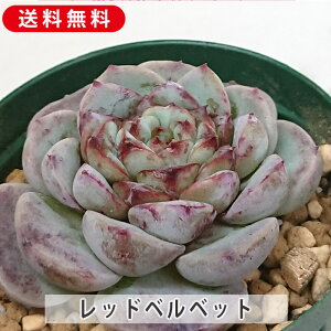 A bhxxbg GPxA Jbgc  񂹐A A ₵ c Jbgc  ϗtA  t}   G CeA  rO 炵 