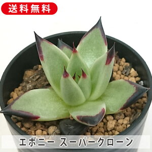 A AK{CfX G{j[ X[p[N[ GPxA Jbgc  񂹐A A ₵ c Jbgc  ϗtA  t}   G CeA 