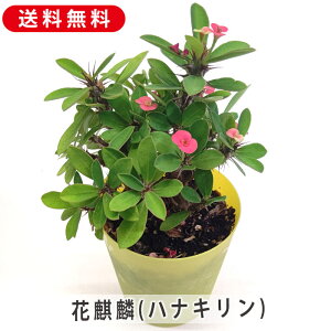 [tHrA ԃL niL 3.5 10.5cm v  A  ϗtA A Ԕ  񂹐A t[   G CeA  rO 炵 Mtg v[