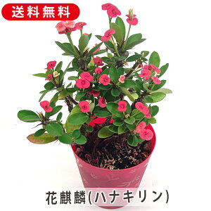 [tHrA ԃL niL 3.5 10.5cm v  A  ϗtA A Ԕ  񂹐A t[   G CeA  rO 炵 Mtg v[