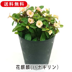 [tHrA ԃL niL 3.5 10.5cm v  A  ϗtA A Ԕ  񂹐A t[   G CeA  rO 炵 Mtg v[