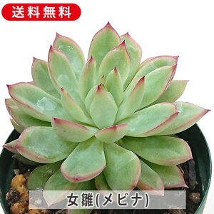 A ri  GPxA Jbgc  񂹐A A ₵ Zbg c  ϗtA  t} CeA   G CeA  rO 炵 