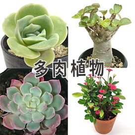 楽天市場】多肉植物 パラグアイエンセ グラプトペタルム属 カット小苗 