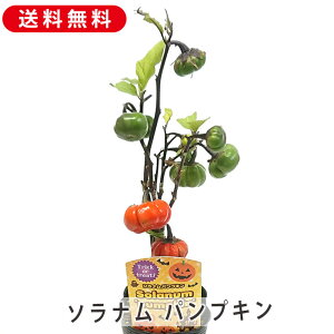 \i pvL 3 a9cm |bgc nEB WbNI[^ ԕc A 񂹐A