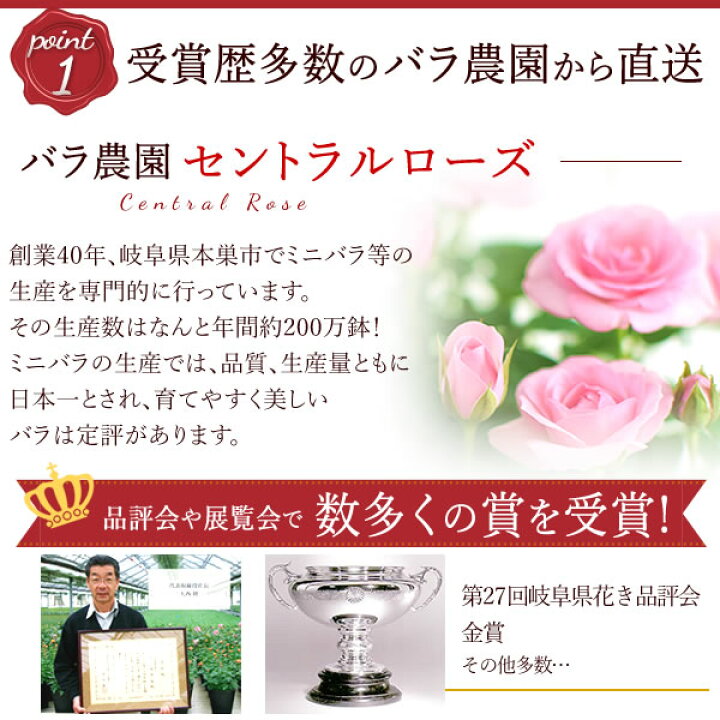 楽天市場 選べる2色 鉢植え 花 ギフト ミニバラ 薔薇 バラ ばら ピッコローズ 3 5号 生花 誕生日プレゼント アレンジメント 母 祖母 おばあちゃん 妻 女性 女友達 お祝い 内祝い 送別会 結婚祝い 結婚記念日 快気祝い 出産祝い 送料無料 お中元 御中元