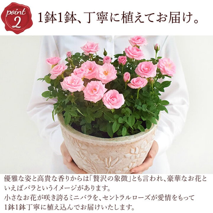 楽天市場 選べる2色 鉢植え 花 ギフト ミニバラ 薔薇 バラ ばら ピッコローズ 3 5号 生花 誕生日プレゼント アレンジメント 母 祖母 おばあちゃん 妻 女性 女友達 お祝い 内祝い 送別会 結婚祝い 結婚記念日 快気祝い 出産祝い 送料無料 お中元 御中元 楽天市場 選べる2色 鉢植え 花 ギフト ミニバラ 薔薇 バラ ばら ピッコローズ 3 5号 生花 誕生日プレゼント アレンジメント 母 祖母 おばあちゃん 妻 女性 女友達 お祝い 内祝い 送別会 結婚祝い 結婚記念日 快気祝い 出産祝い 送料無料 お中元 御中元